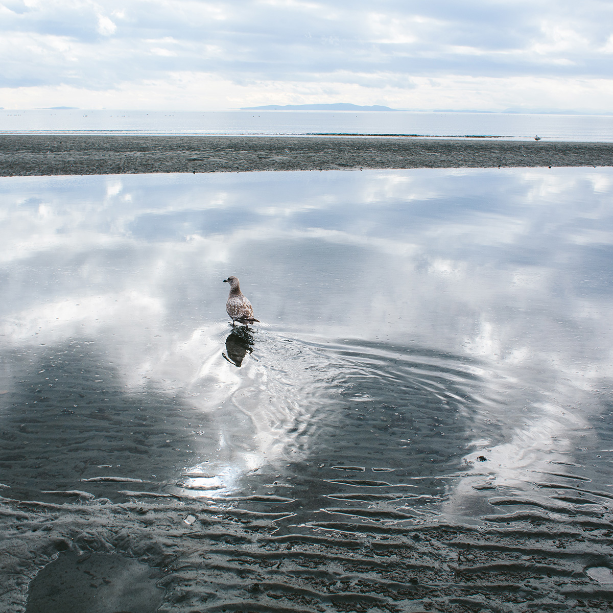 Seagull Reflections at White Rock Beach